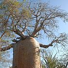 Adansonia rubrostipa  cемян