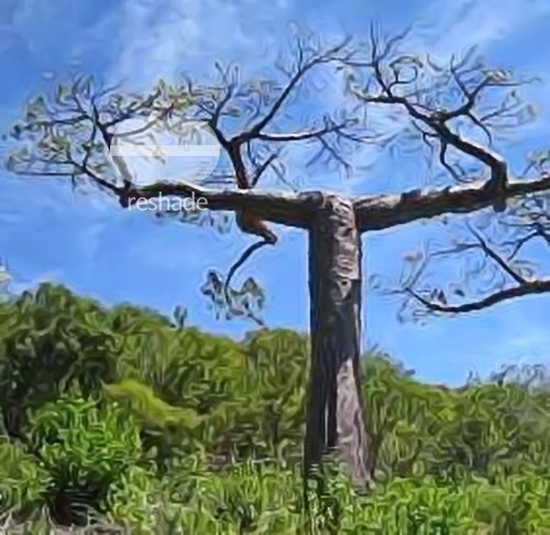 Adansonia suarezensis Suarez Baobab seeds