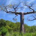Adansonia suarezensis baobab de Suarez semillas