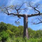 Adansonia suarezensis