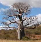 Adansonia za afrikanischer Affenbrotbaum - Baobab Samen