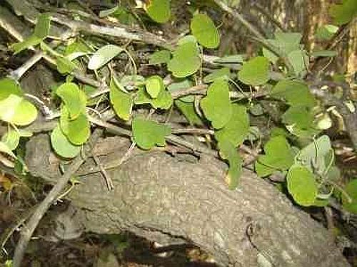 Adenia aloboensis caudiciform seeds