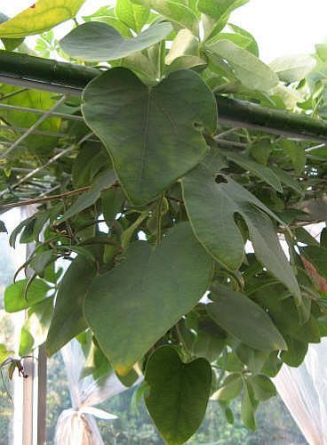 Adenia dadoseipala caudiciform seeds