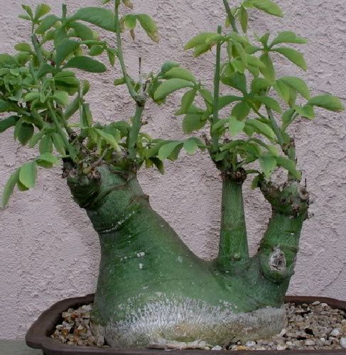 Adenia glauca caudiciform seeds