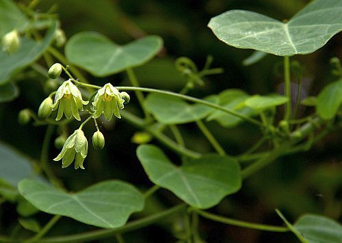 Adenia gummifera var gummifera Monkey rope - Snake climber Monkey rope - Snake climber seeds