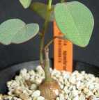 Adenia isaloensis pianta caudiciforme semi