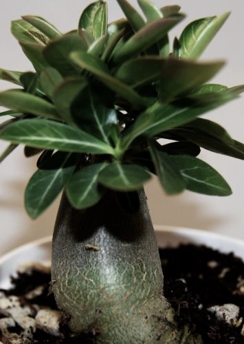 Adenium arabicum Black Knight Desert Rose Black Knight seeds