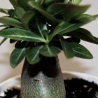 Adenium arabicum Black Knight  semi