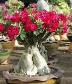 Adenium arabicum Bonsai Desert Rose Bonsai seeds