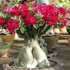 Adenium arabicum Bonsai Rose du D?sert Bonsai - Faux Baobab graines