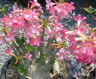 Adenium arabicum Pankorn Desert Rose Pankorn seeds