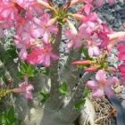 Adenium arabicum Pankorn