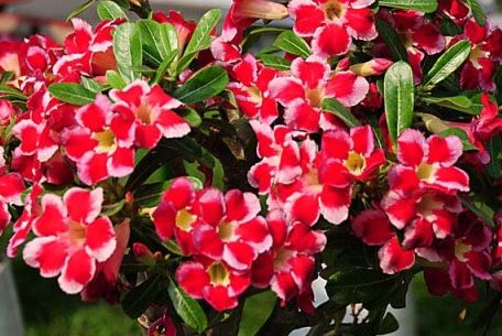 Adenium arabicum Red Hybrids Mix Desert Rose Red Hybrids Mix seeds