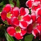 Adenium arabicum Red Hybrids Mix  semillas