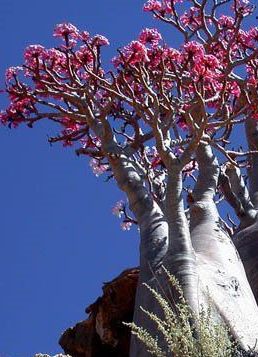 Adenium black somalense var. somalense Desert Rose Somalense seeds