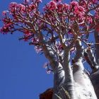 Adenium black somalense var. somalense  semillas