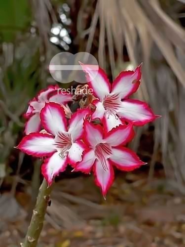 Adenium boehmianum Bushman Poison seeds