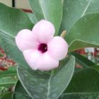 Adenium boehmianum  semi