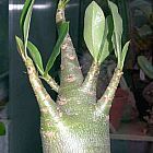 Adenium multiflorum  cемян