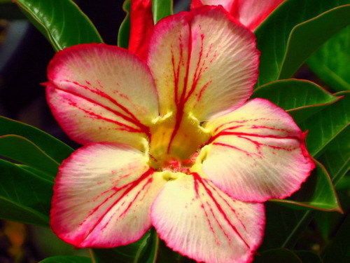 Adenium obesum 3171 Karoo rose - desert rose - impala lily seeds