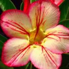 Adenium obesum 3171