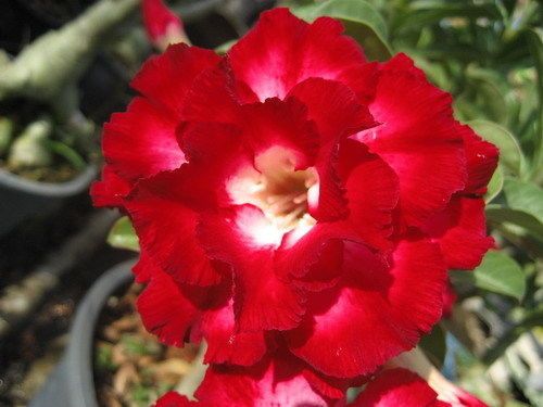 Adenium obesum AekSiam Karoo rose - desert rose - impala lily seeds