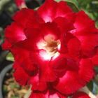 Adenium obesum AekSiam  semi