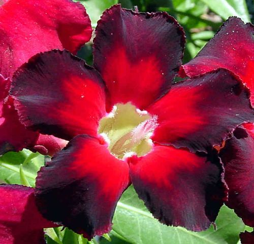 Adenium obesum Black Emperor Karoo rose - desert rose - impala lily seeds