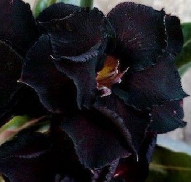 Adenium obesum Black Steel Karoo rose - Desert rose - Impala lily Black Steel seeds