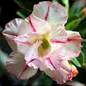 Adenium obesum Bonanza Karoo rose - desert rose - impala lily seeds