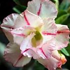 Adenium obesum Bonanza  cемян