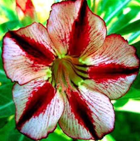 Adenium obesum Bondyred Karoo rose - desert rose - impala lily seeds