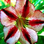 Adenium obesum Bondyred