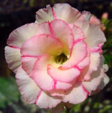 Adenium obesum Chankajang Karoo rose - desert rose - impala lily seeds