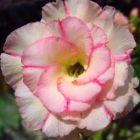 Adenium obesum Chankajang W?stenrose Samen