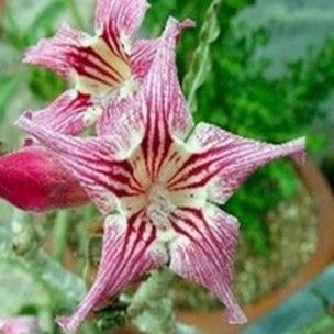 Adenium obesum Crispum Karoo rose - desert rose - impala lily seeds