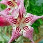 Adenium obesum Crispum