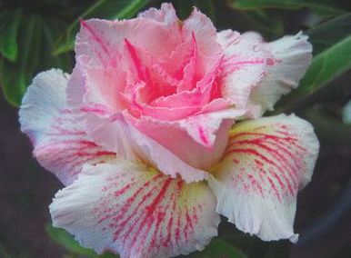 Adenium obesum Curly Lace Karoo rose - Desert rose - Impala lily Curly Lace seeds