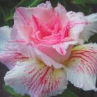 Adenium obesum Curly Lace