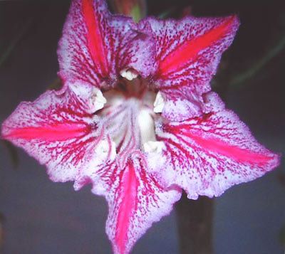 Adenium obesum Dance of Butterfly Karoo rose - desert rose - impala lily seeds