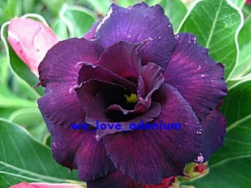 Adenium obesum Deep-purple Doxzon Karoo rose - desert rose - impala lily seeds