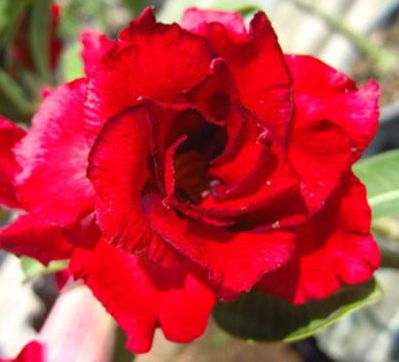 Adenium obesum Doungdee Karoo rose - desert rose - impala lily seeds