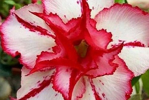 Adenium obesum Fire of Love Karoo rose - desert rose - impala lily seeds