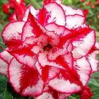 Adenium obesum Fire of Love  semi