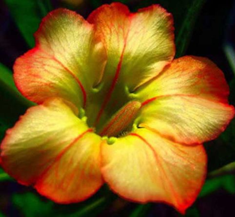 Adenium obesum Honey Karoo rose - desert rose - impala lily seeds