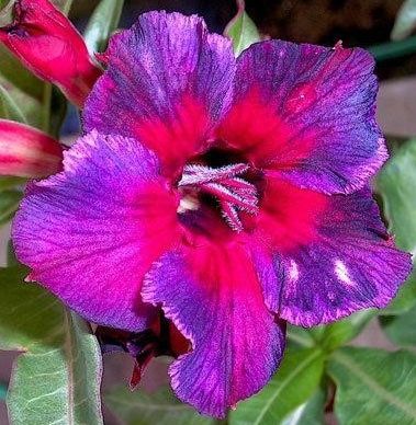 Adenium obesum Kaleidoscope Karoo rose - desert rose - impala lily seeds