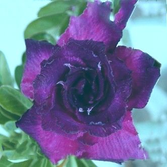 Adenium obesum King Blue Velvet Karoo rose - Desert rose - Impala lily King Blue Velvet seeds