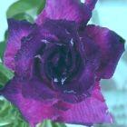 Adenium obesum King Blue Velvet Rose du d?sert - Faux baobab King Blue Velvet graines