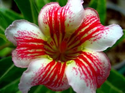 Adenium obesum Laymungorn Karoo rose - desert rose - impala lily seeds