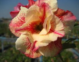 Adenium obesum Luang Lai Karoo rose - desert rose - impala lily seeds